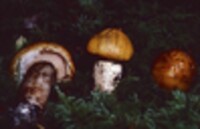 Armillaria zelleri image