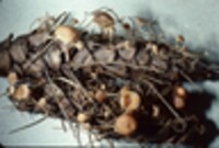 Baeospora myosura image