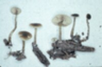 Callistosporium luteo-olivaceum image