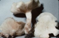 Clitocybe subconnexa image