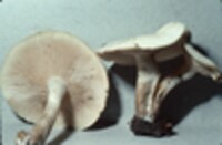 Clitocybe subconnexa image