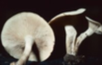 Clitocybe subconnexa image