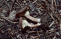 Image of Clitocybe squamosa