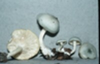 Clitocybe odora image