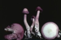 Clitocybe tarda image