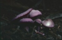 Clitocybe tarda var. tarda image