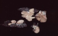 Entoloma byssisedum image