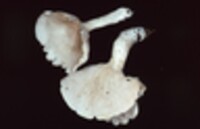 Clitopilus prunulus image