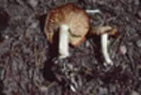 Clitocybe albirhiza image