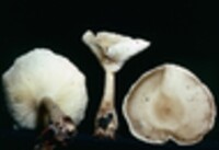 Ampulloclitocybe clavipes image