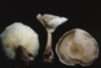 Ampulloclitocybe clavipes image