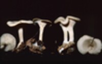 Clitocybe hydrogramma image