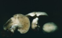 Clitocybe highlandensis image