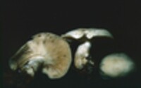 Clitocybe highlandensis image