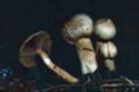 Chroogomphus tomentosus image