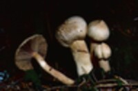 Chroogomphus tomentosus image