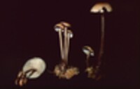 Gymnopus confluens image