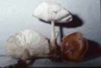 Rhodocollybia butyracea image