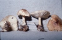 Collybia lentinoides image