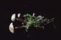 Gymnopus alkalivirens image