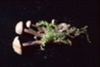 Gymnopus alkalivirens image