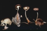 Collybia biformis image