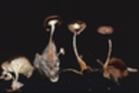 Collybia biformis image