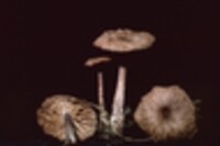 Collybia dysodes image