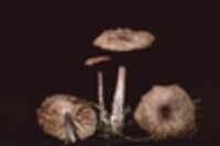 Collybia dysodes image