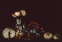 Gymnopus acervatus image