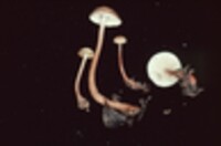 Collybia biformis image