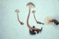 Collybia biformis image