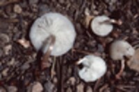 Collybia bakerensis image