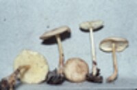 Collybia subsulphurea image