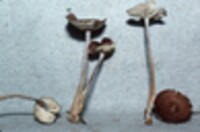 Collybia biformis image