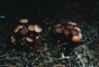 Gymnopus acervatus image