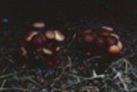 Gymnopus acervatus image