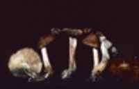 Gymnopus luxurians image