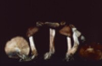 Gymnopus luxurians image