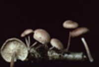 Collybia dichrous image