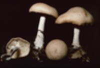 Collybia cylindrospora image