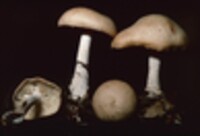 Collybia cylindrospora image