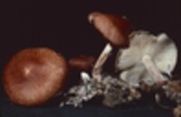 Gymnopus luxurians image