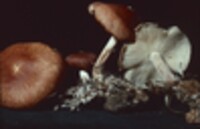 Gymnopus luxurians image