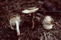 Rhodocollybia maculata image