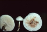 Rhodocollybia maculata image