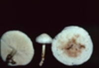 Rhodocollybia maculata image