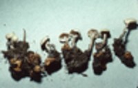 Collybia tuberosa image