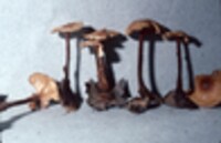 Collybia spongiosa image