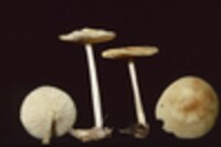 Collybia subsulphurea image